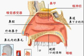 医生讲授肥厚性鼻炎的预防方法